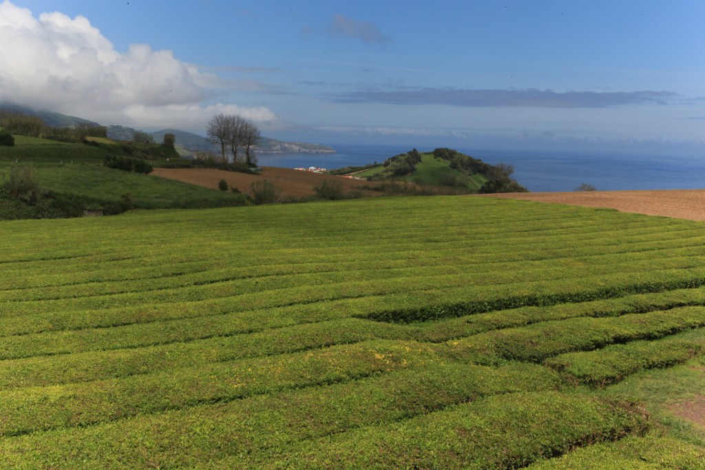 Obrigado: la gentilezza in salsa&nbsp;azzorrana